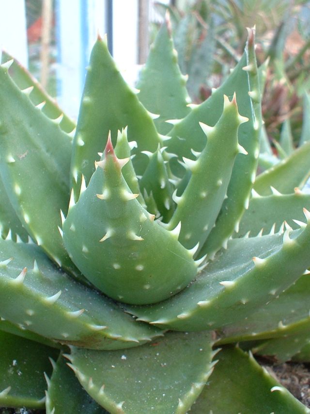 Aloe_mitriformis.27.10.jpg