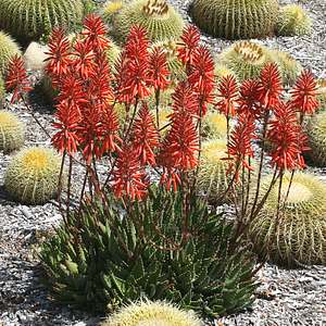Aloe_nobilis.jpg