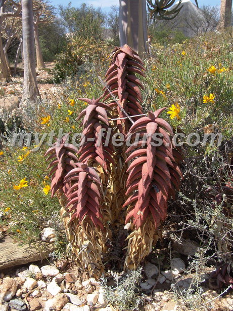 aloe_pearsonii.JPG