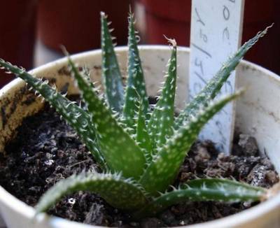Aloe_pepe_2006-11-03.JPG