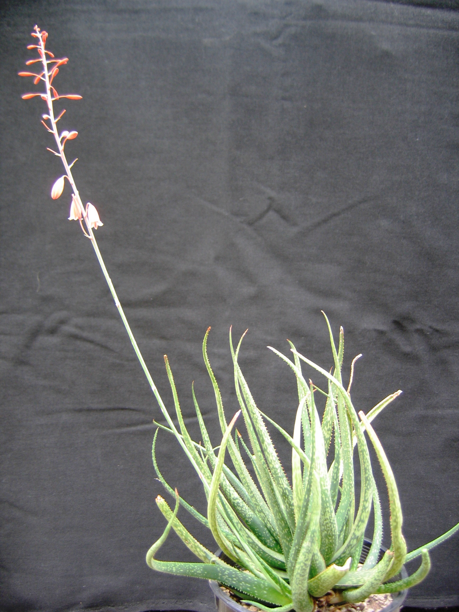 Aloe_perrieri1.jpg