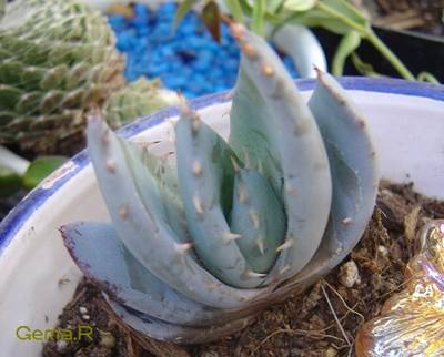 Aloe_plegerae.jpg