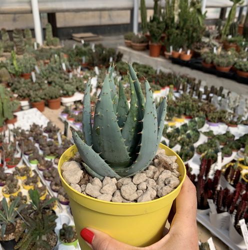 aloe_pleglerae_giromagi_cactus_succulents-2.jpe