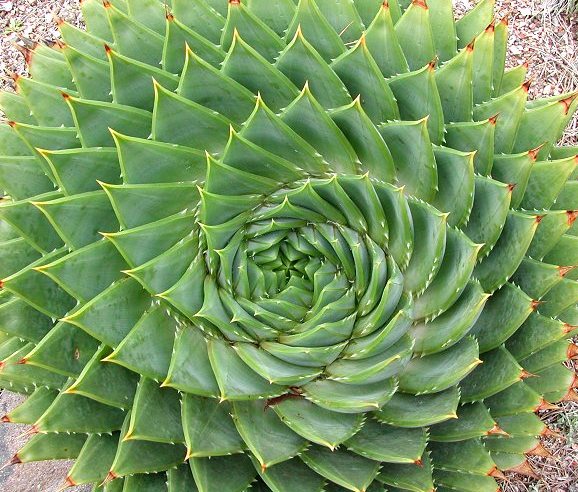 Aloe_polyphylla_8009.jpg