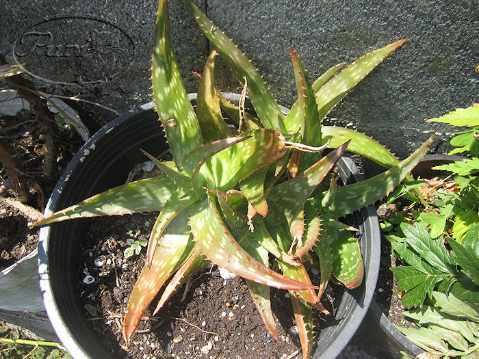 aloe_saponaria.jpg