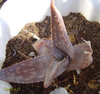 Aloe_saponaria.jpg