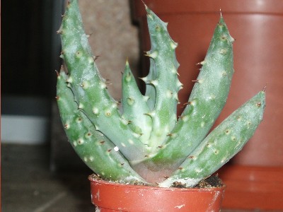 aloe_sin_identificar.JPG