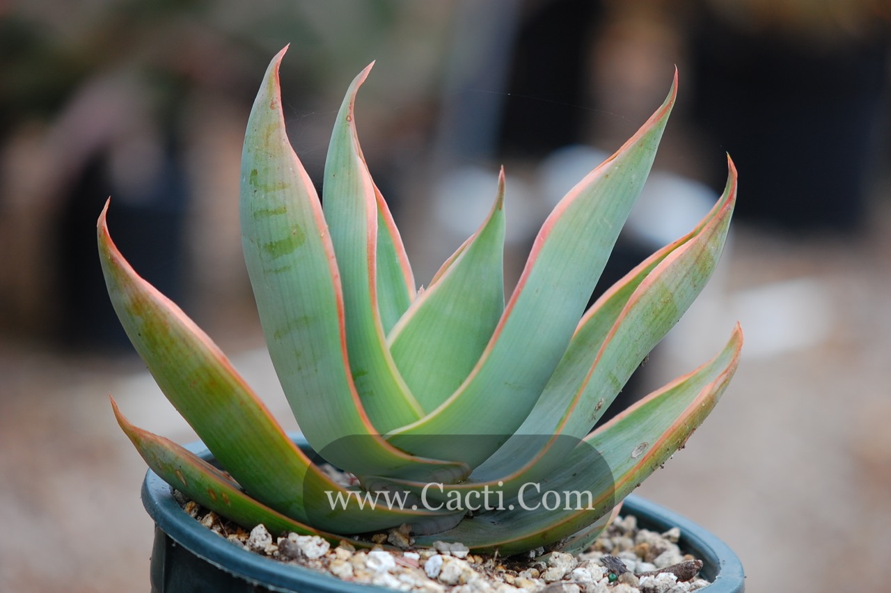 Aloe_striata_1g.jpg