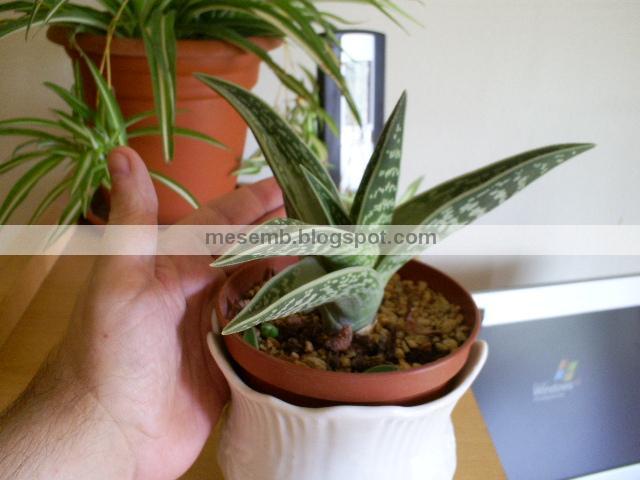 aloe_variegata1.jpg