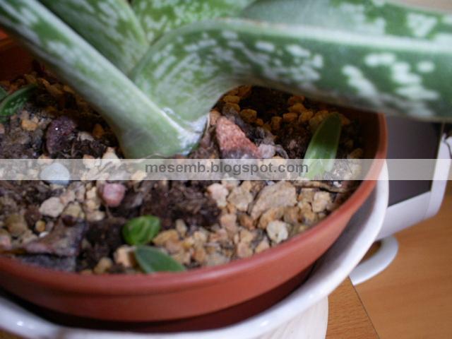 aloe_variegata2.jpg