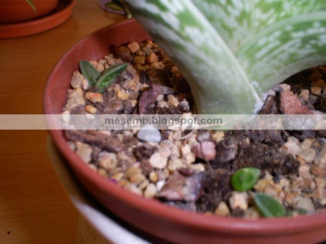 aloe_variegata3.jpg