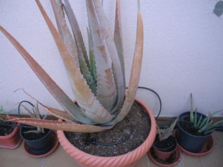 Aloe_vera_e_hijos.jpg