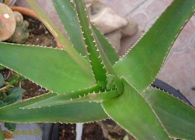 Aloe_x_delatii.jpg