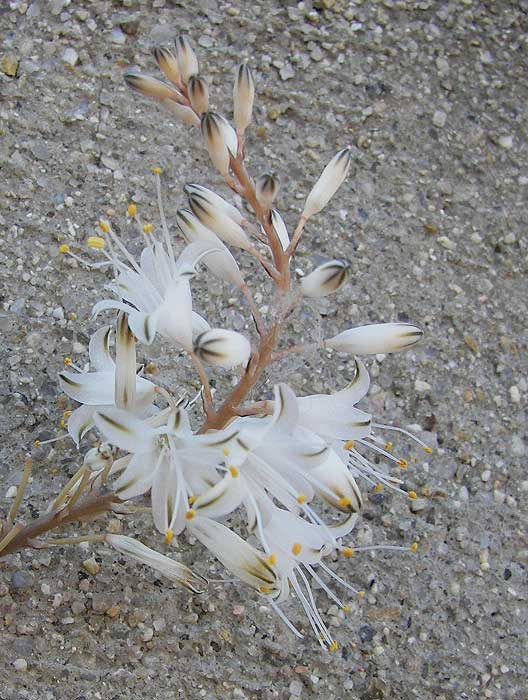aloealbiflora.jpg