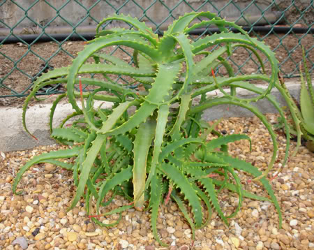 aloearborescens05_2008.jpg