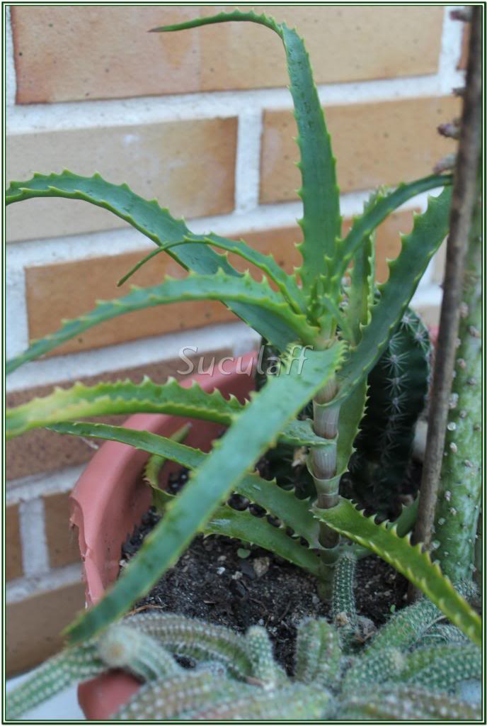 AloeArborescens_zps2e5b010d.jpg