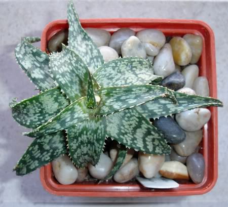 aloebakeri10_2008.jpg