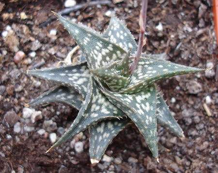 aloedescoingsii04_2008c.jpg