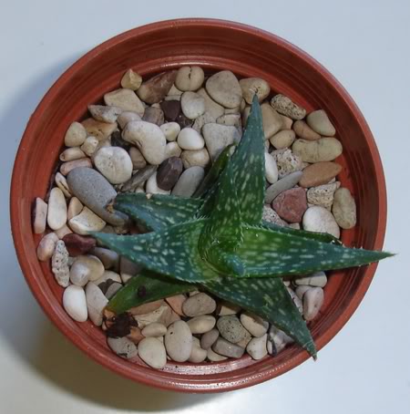 aloedescoingsii10_2008.jpg