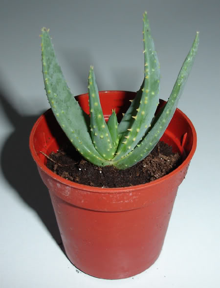 aloedichotoma02_2008.jpg