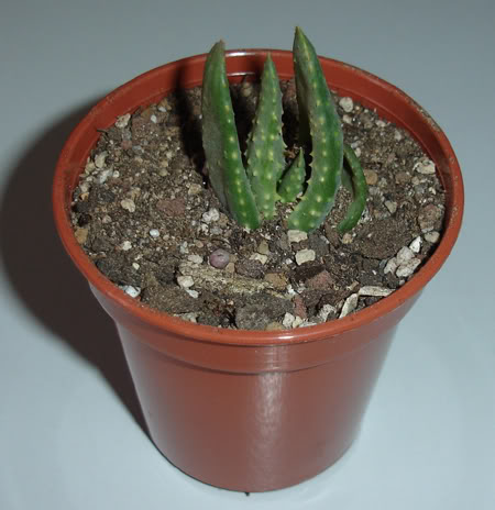 aloedichotoma06_2008.jpg