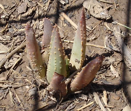 aloedichotoma07_2008.jpg