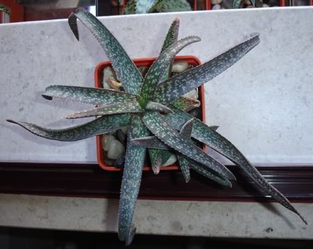 aloeellenbeckii10_2008.jpg