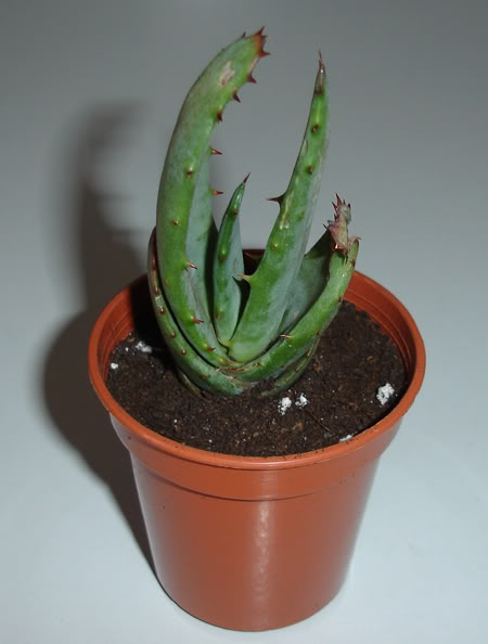 aloeferox06_2008.jpg