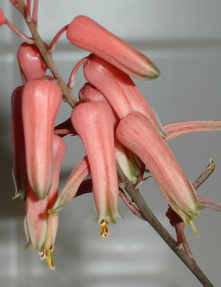 aloejucunda05_2008a-1.jpg