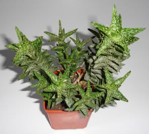 aloejuvenna10_07.jpg
