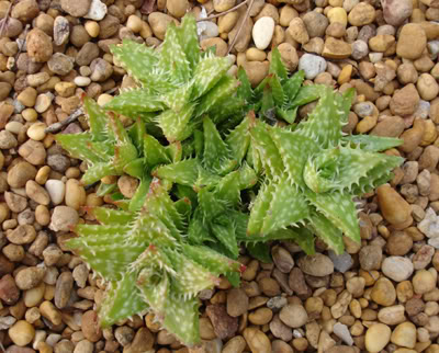 aloejuvennaalgarve12_07.jpg