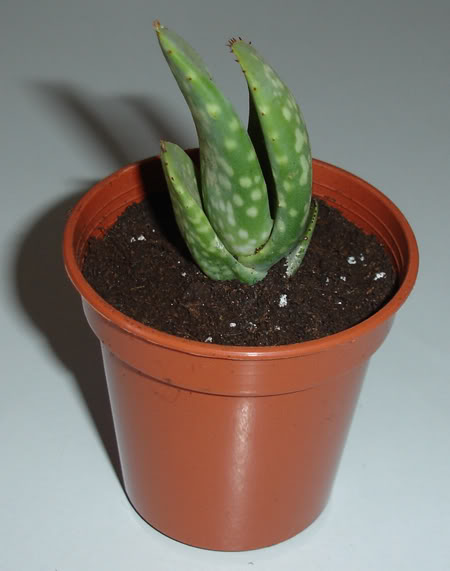 aloelittoralis06_2008.jpg