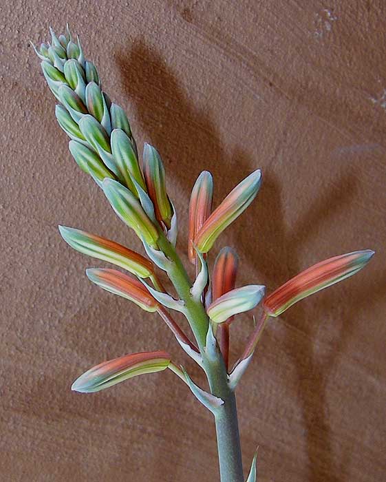 aloelouflor.jpg