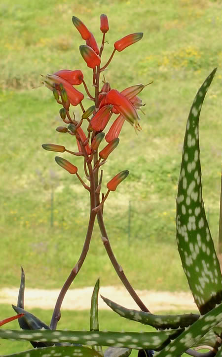 aloemillotii03_2008a.jpg