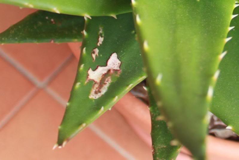 aloemitriformis3.jpg