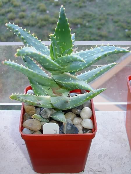 aloemubendiensis10_2008.jpg