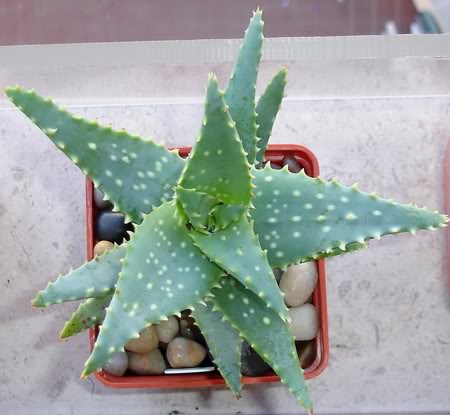 aloemubendiensis10_2008a.jpg