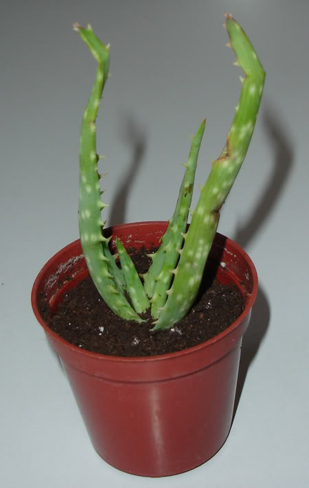 aloenyerensis06_2008.jpg
