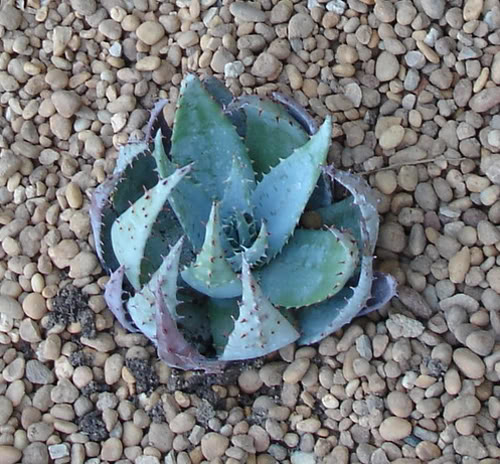 aloepeglerae08_2007.jpg