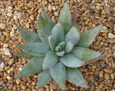 aloepegleraealgarve12_07.jpg