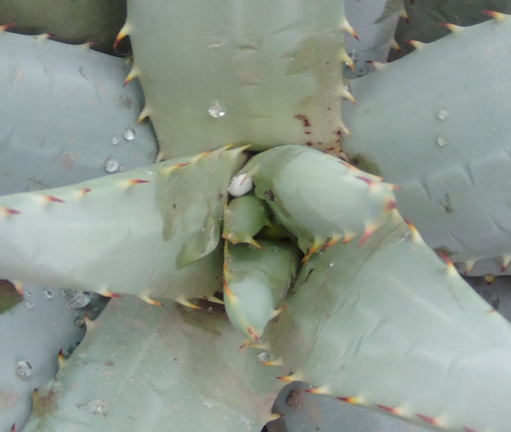 aloepegleraeconagua.jpg
