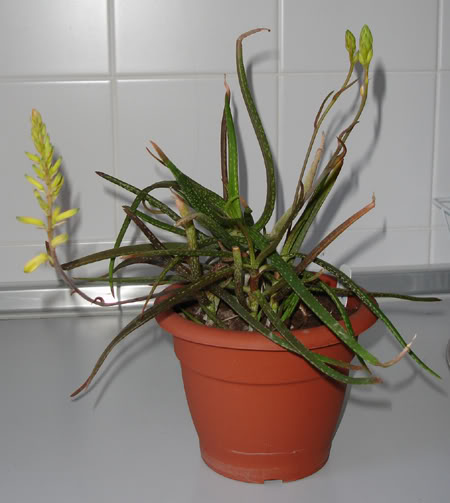 aloependens06_2008.jpg