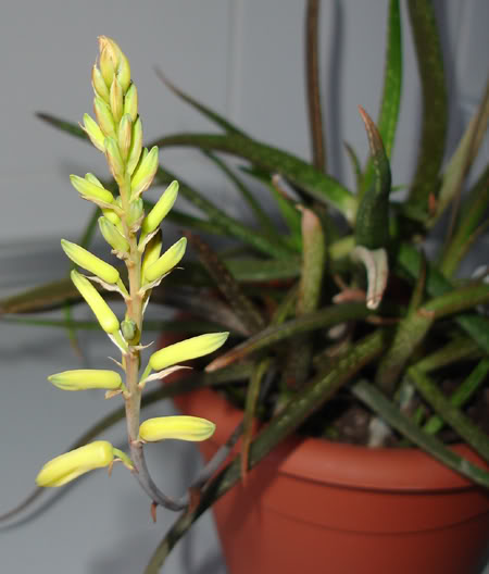 aloependens06_2008a.jpg