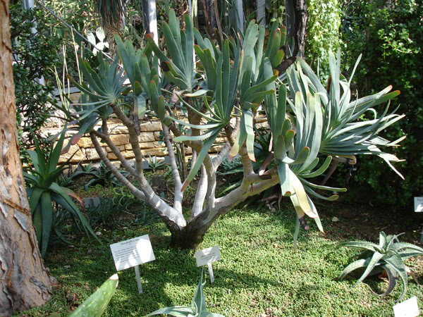 aloeplicatilis.jpg