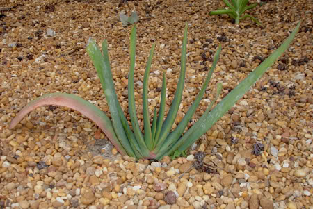 aloeplicatilis05_2008.jpg