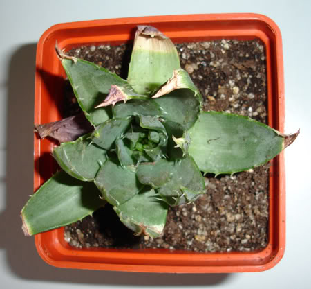 aloepolyphylla03_2008d.jpg