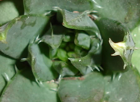 aloepolyphylla03_2008e.jpg