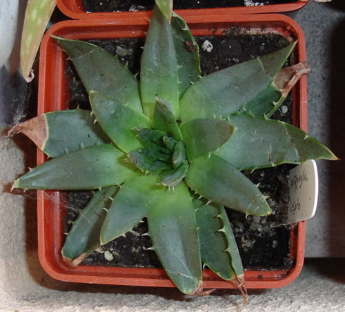 aloepolyphylla07_2008.jpg