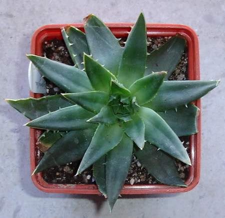 aloepolyphylla08_2008.jpg