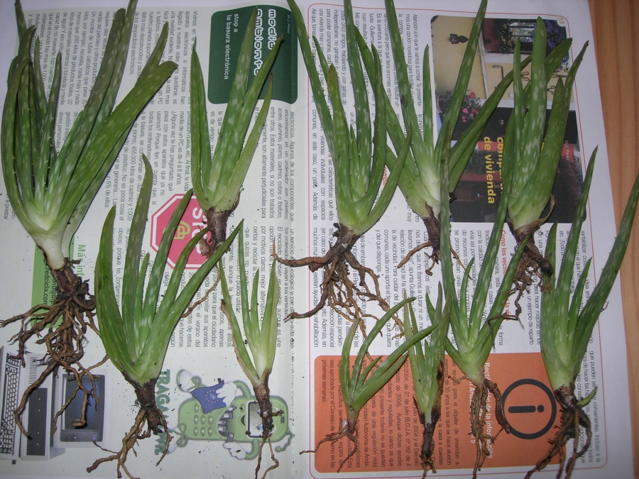 Aloes%20Gariepensisx.jpg
